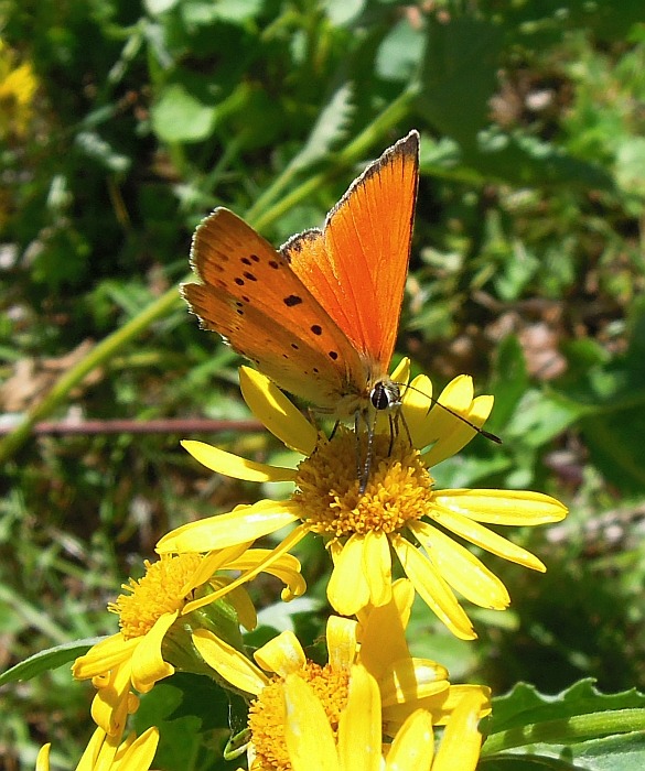 Lycaenidae